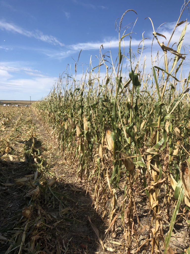 JonathanDansel's tweet photo. 107 Day corn planted May 10th, hailed 2X lost canopy, still green as a gourd and 15.6-16.8 moisture, 58lbs...glad I checked it I thought it was probably 20-21 mo. at least! #humic #NanoZyme #NanoBrownSugar @MaxSystemsLLC https://t.co/KZW7efpj30