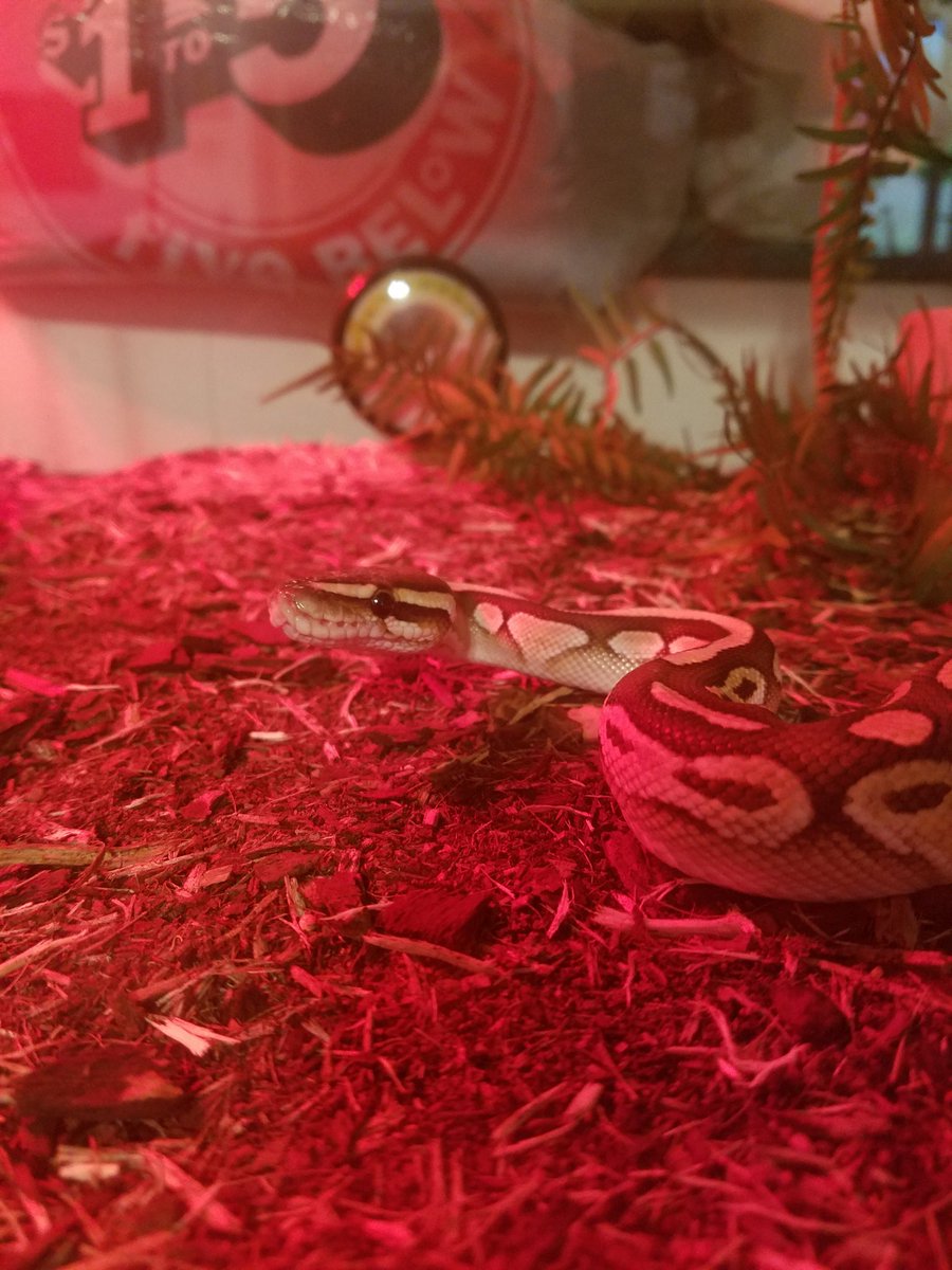 pythonpals's tweet image. Feeed me