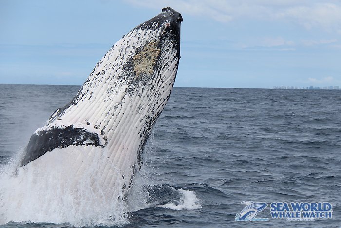 WhaleWatchAust's tweet photo. #HeadsUp! This #whale completely took us by #surprise this #morning when it burst from the water right next to the vessel! It definitely got our #adrenaline going! #wow!! 

#whalewatching #Thursday #GoldCoast https://t.co/KJzYNkNlWW