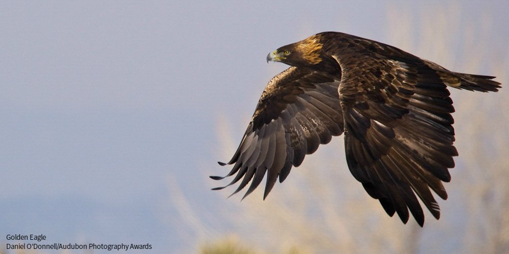 Can the Golden Eagle survive #climatechange? Take a look at Audubon’s Climate Report: ow.ly/hNZb30lZhmr