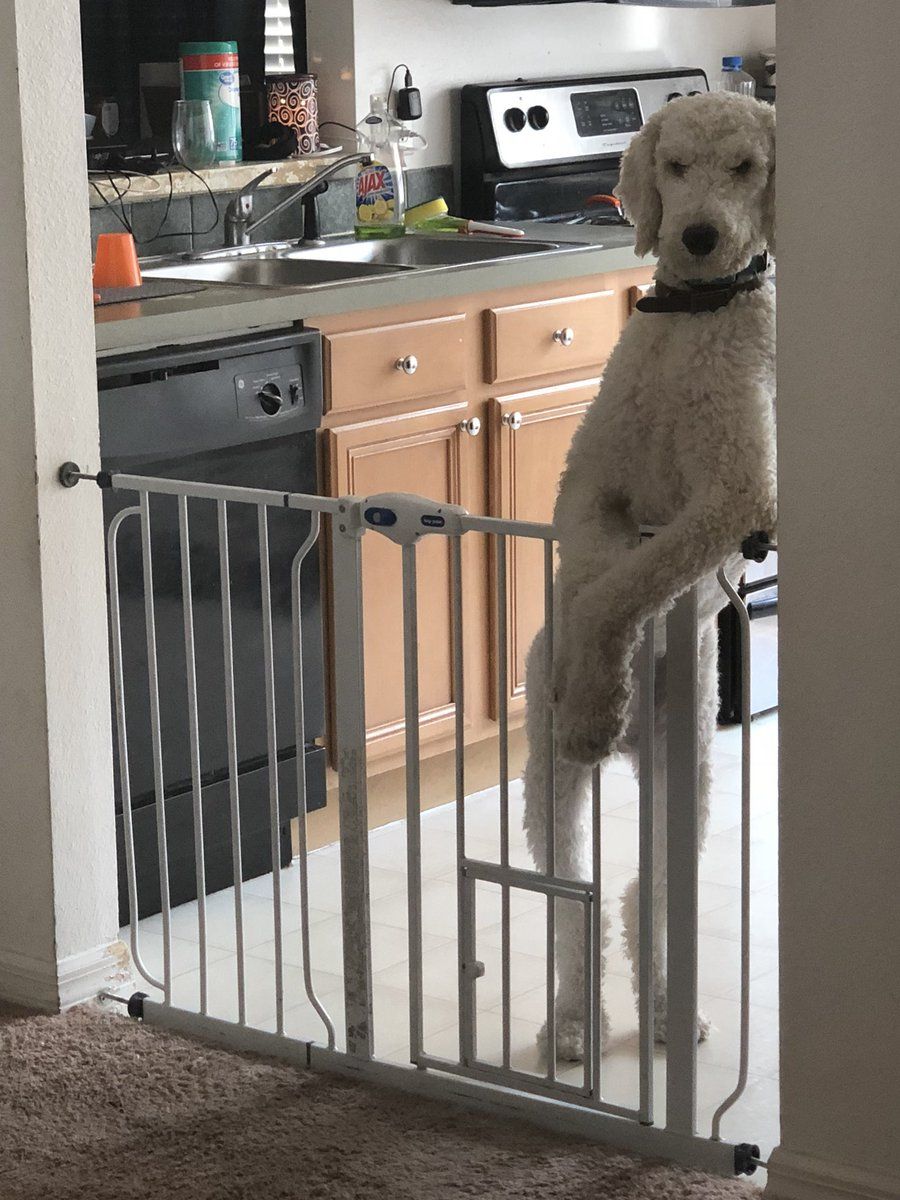 ComedyPosts's tweet photo. My dog just posts up like he’s in the club judging ppl https://t.co/ofhHWrJtxr