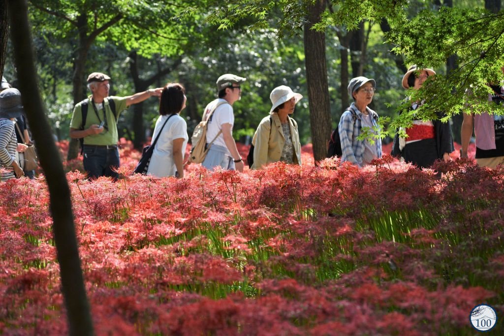 Nipp0n100's tweet photo. [Nouvel article] Ces jours-ci, la floraison des lycoris rouges bat son plein dans le parc Kinchakuda, à Saitama... 🌹🌳
-> https://t.co/0z04m8LmV7 https://t.co/jLstlR4CCy