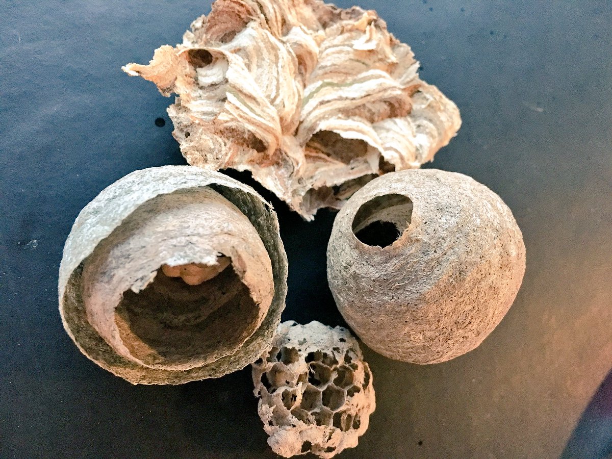 SallyAnn_Spence's tweet photo. Wasps. Started making paper before humans learnt to write... https://t.co/qkvkBa9ni1