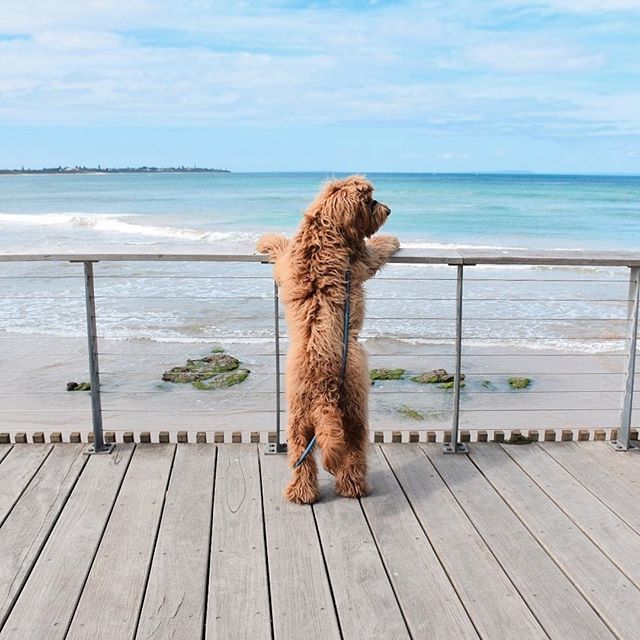 ChezKleps's tweet photo. Envie de nous montrer vos plus belles photos et de remporter de jolis cadeaux ? Rendez-vous vite sur https://t.co/swk6RqxHqJ pour participer à notre casting !
📷 : @nullahloves
#kleps #imnotadogimakleps #chien #chiens #dog #dogs #dogstagram #cute https://t.co/HEPqo5CKtV