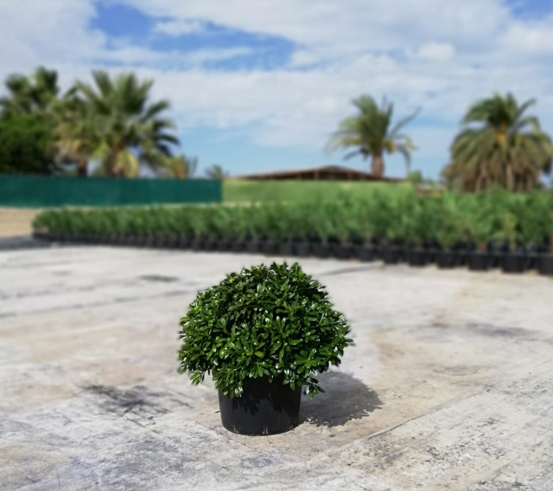 Plantasmedi's tweet photo. Ven y conoce nuestro #PittosporumTobiraNanum el arbusto más usado como seto y para cubrir cualquier pared o muros de tu jardín ¡Te esperamos en Group2Progress!! 🌿🌿 // #nature #PlantasMedi #plants #vivaio #vivero #pepiniere #life #production #paisajismo https://t.co/NSsocmc3cr
