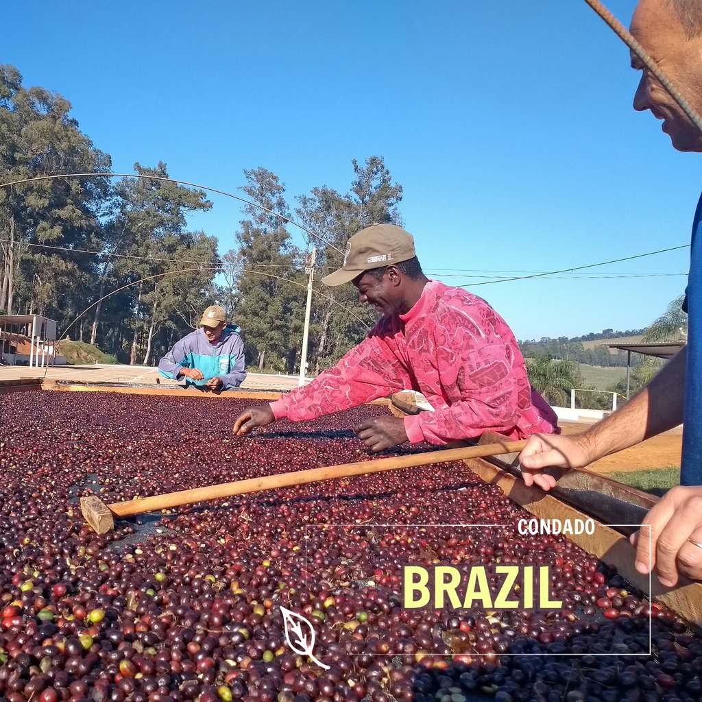 CoffeeCoMission's tweet photo. Throwback Thursday for this past harvest in Brazil. We just love seeing all the happy faces!! ☕
.
.
#throwbackthursday #throwbackthursdays #coffee #directtrade #brazil #coffeeimporter #coffeeroaster https://t.co/ibiX4FmaoS