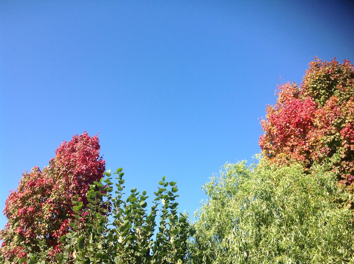 cyclingopa's tweet photo. Heerlijk nazomertje🌞! Knalblauwe lucht , alleen de kleuren van de bladeren verraden dat de herfst niet veraf is. #genieten #fietsenwandelweer #vrtweer @frankdeboosere #Ertvelde 11:40 https://t.co/hWDeJicndf