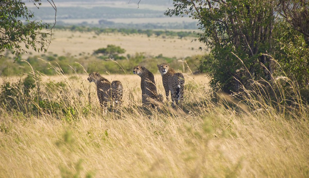 To make your #AfricanSafariTours better one, visit us with all your estimations and pre-tour plans at any time. Here we have unlimited trip #packages for you to match your expectations with unimaginable locations and #gamereserves to discover #wildlifesceneries.