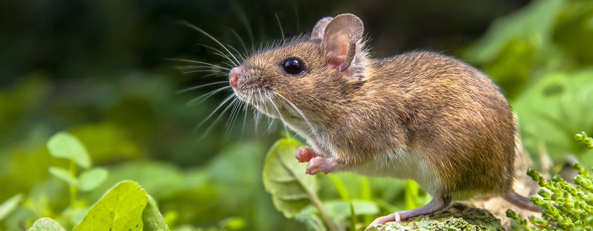 Anticimex tweet media