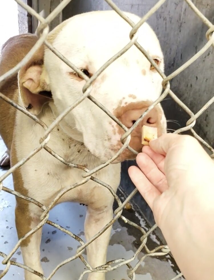 reddogsusie's tweet photo. DIJON IS SAFE! Adopted🎉🎉🎉❤️❤️❤️🎉🎉🎉🎉🎉🎉🎉🎉
#AZ #MESAA #MCACCEast
Thank you for sharing &amp; caring! 
https://t.co/UE2VHjHh1N https://t.co/MSbTOyXNTJ