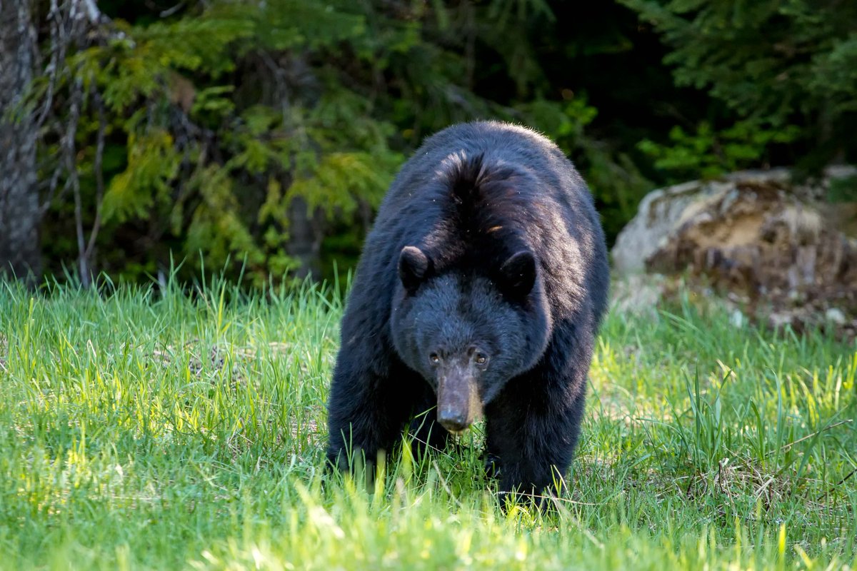 InFarawayLand's tweet photo. Discovering wildlife in the Canadian Rockies. This bear looks quite shy but I wouldn't dear to get any closer to it. Sitting safely in my car watching it through the window was more than I could ask for. https://t.co/fHlnVSkJnz https://t.co/U2f08e1V1O