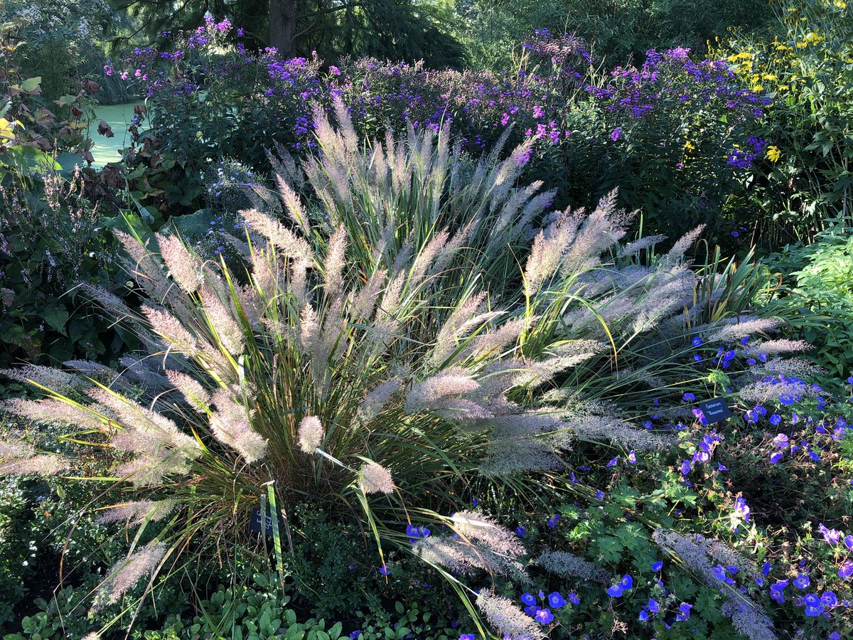 BethChattoGdns's tweet photo. A glorious September morning at the Gardens. Pictures taken 9-930am. #visitessex #visitengland https://t.co/tmnmd9yMnR