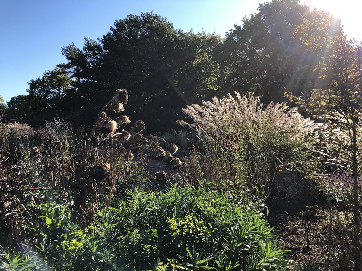 BethChattoGdns's tweet photo. A glorious September morning at the Gardens. Pictures taken 9-930am. #visitessex #visitengland https://t.co/tmnmd9yMnR