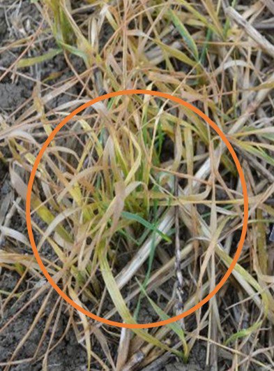 A key result of the Minimising the risk of glyphosate resistance project in ensuring that #blackgrass is treated with glyphosate at the right growth stage. 

Applying suboptimal rates of glyphosate when blackgrass is large can lead to survivors <a href="/Lynntatnell1/">Lynn Tatnell</a> <a href="/AHDB_Cereals/">AHDB Cereals</a>