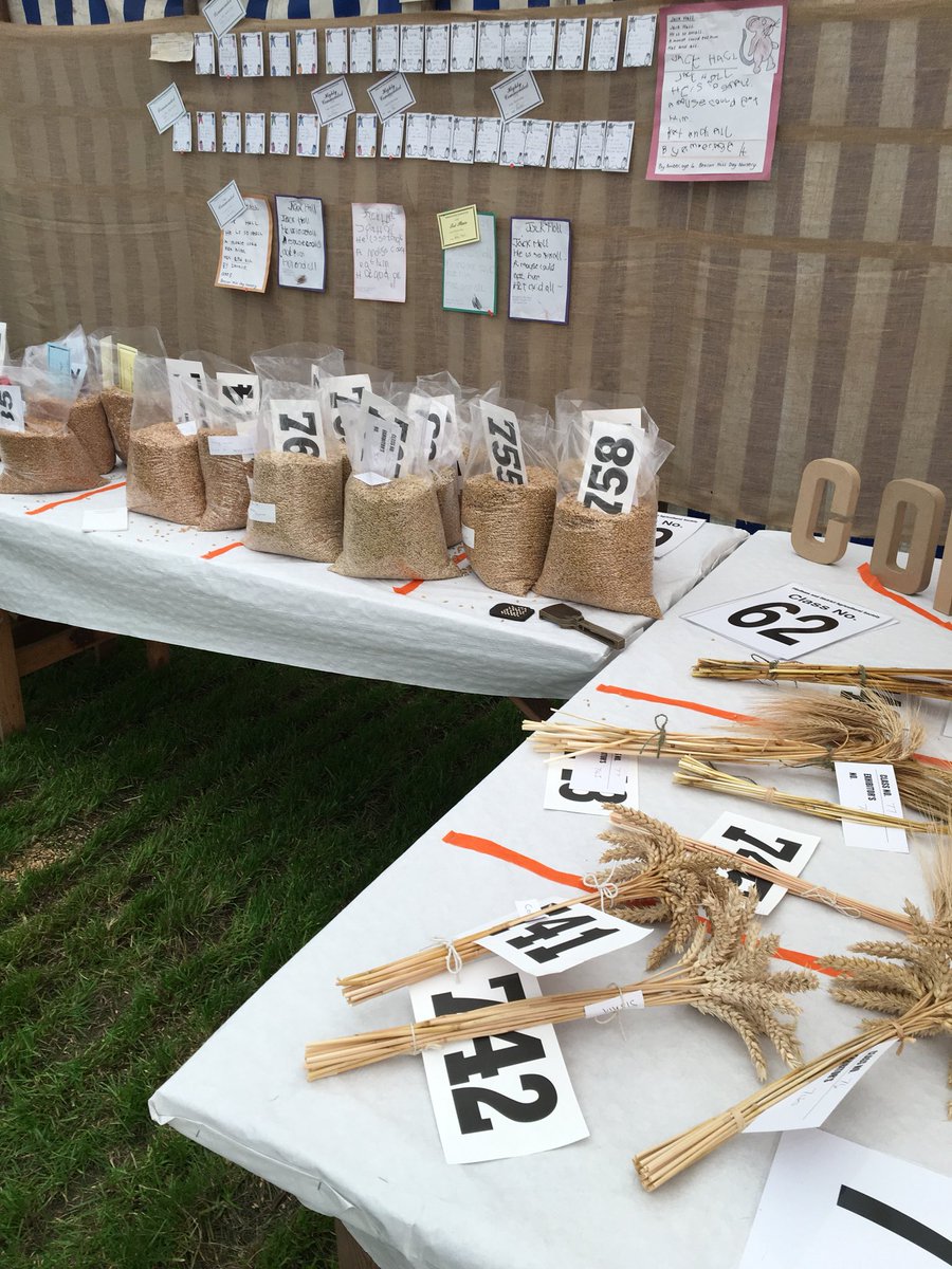 TimC10's tweet image. Judging grains at the #flinthamshow on behalf of @Gleadells