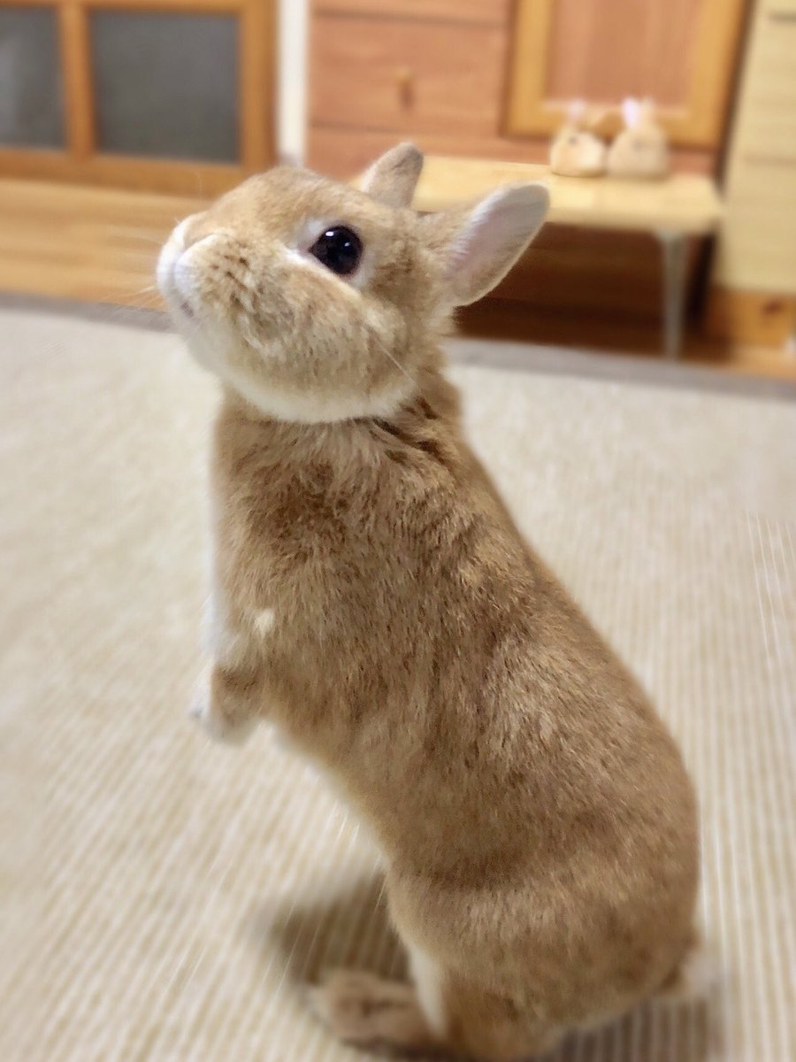 うたっち♡♡様ご確認用　まんまるうさき ｽｯ♡ おやつ♡ ください♡ #うさぎ #ラン #うたっち