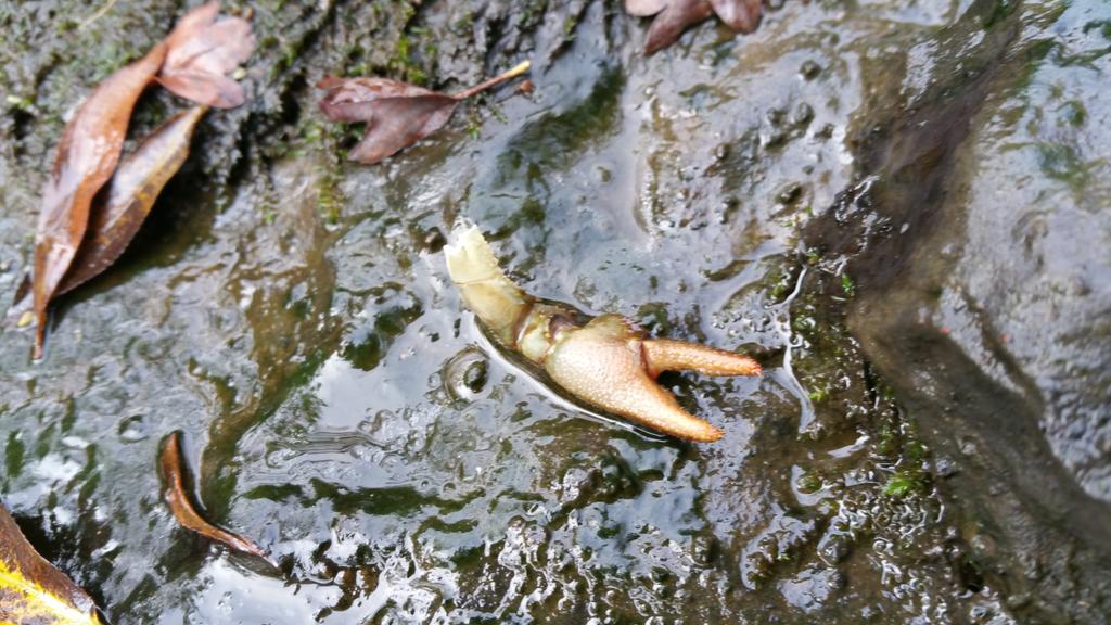 JL_nature's tweet photo. Interesting coloured #otter spraint next to munched remains of our native White-clawed Crayfish on a river in #Monaghan #wildmonaghan @BioDataCentre @Irishwildlife https://t.co/hjvhiF1DbN