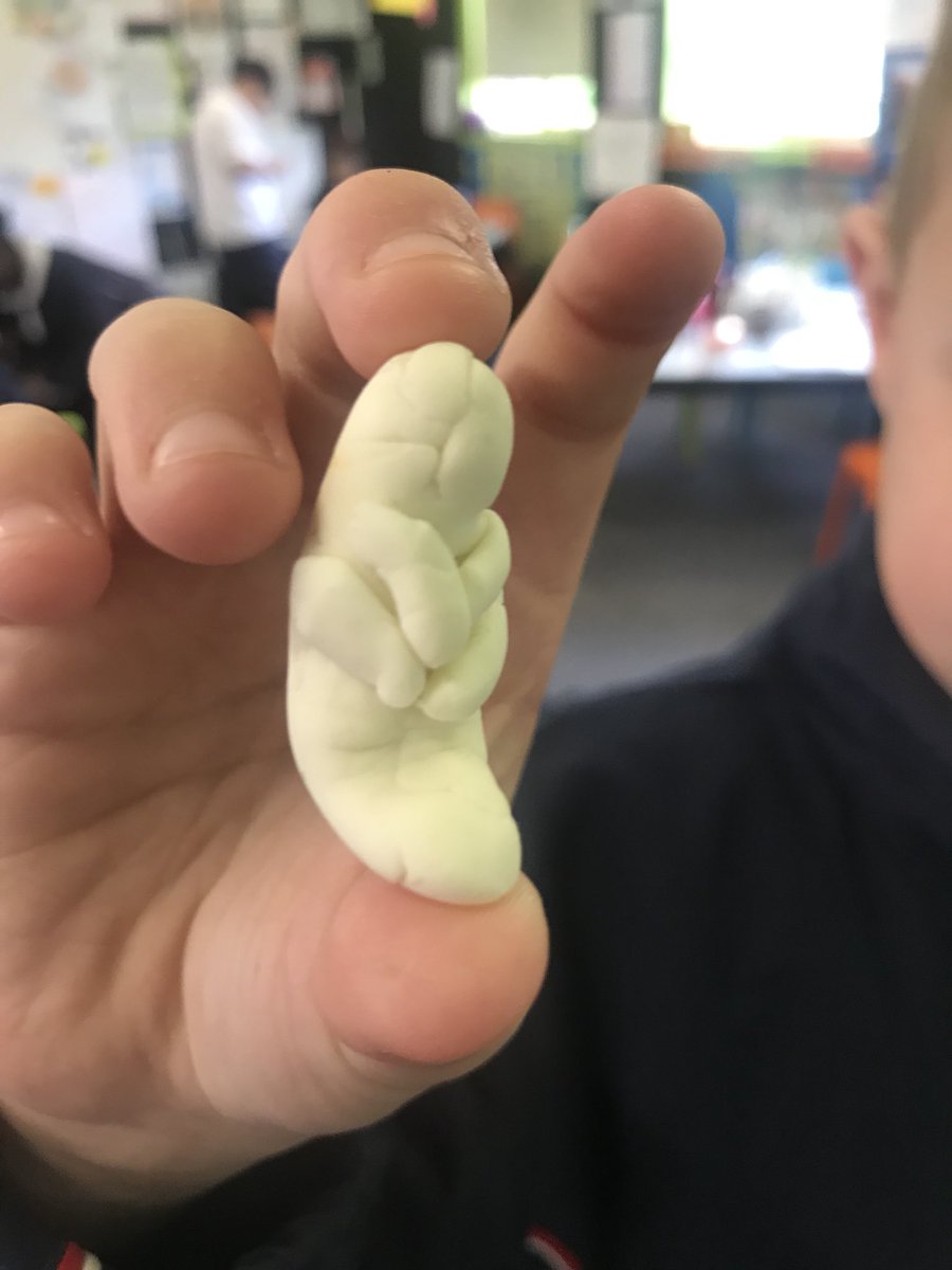year2bethany's tweet photo. A sculpture of a mealworm larvae made from play dough after observations.  Awesome detail of this life stage before metamorphosis into a darkling beetle https://t.co/JxJCyr6AcS