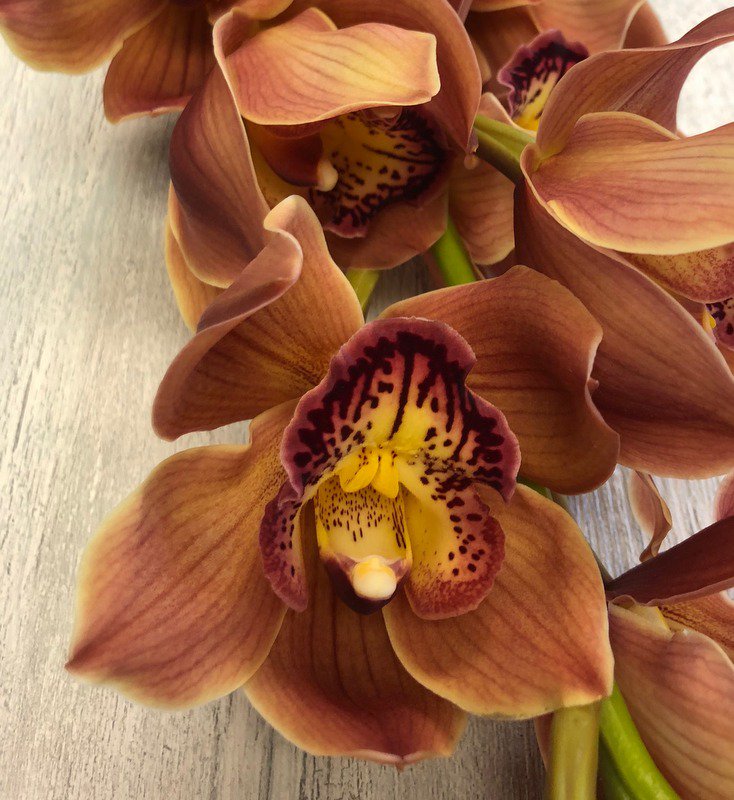 Great production now of fall toned #cymbidium 'Burgundian Chateau'  to match the northern hemisphere season! Wide range of other browns, apricots and oranges also available! #newzealandflowers #weddingflowers #orchids #brownflowers #wholesaleflowers #fallcolours #buybloomwebshop