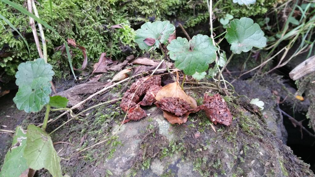 JL_nature's tweet photo. Interesting coloured #otter spraint next to munched remains of our native White-clawed Crayfish on a river in #Monaghan #wildmonaghan @BioDataCentre @Irishwildlife https://t.co/hjvhiF1DbN