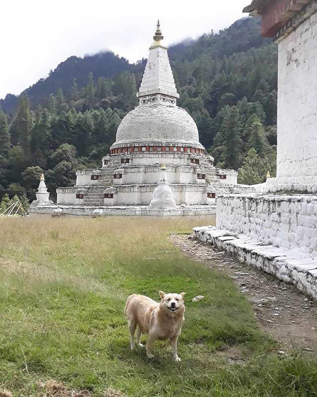 ZhideyBhutan's tweet photo. How amazing
So beautiful
Very relaxing
No plastics around
This calm inducing frame
Our beautiful land
Your destination
The beauty of the land's people
Bucolic
Picturesque
My Bhutan
Our Bhutan
Our country
Our paradise
For you to disover
At ease
At peace
A… https://t.co/04DdYRmMPc https://t.co/nOzwo3S8hu