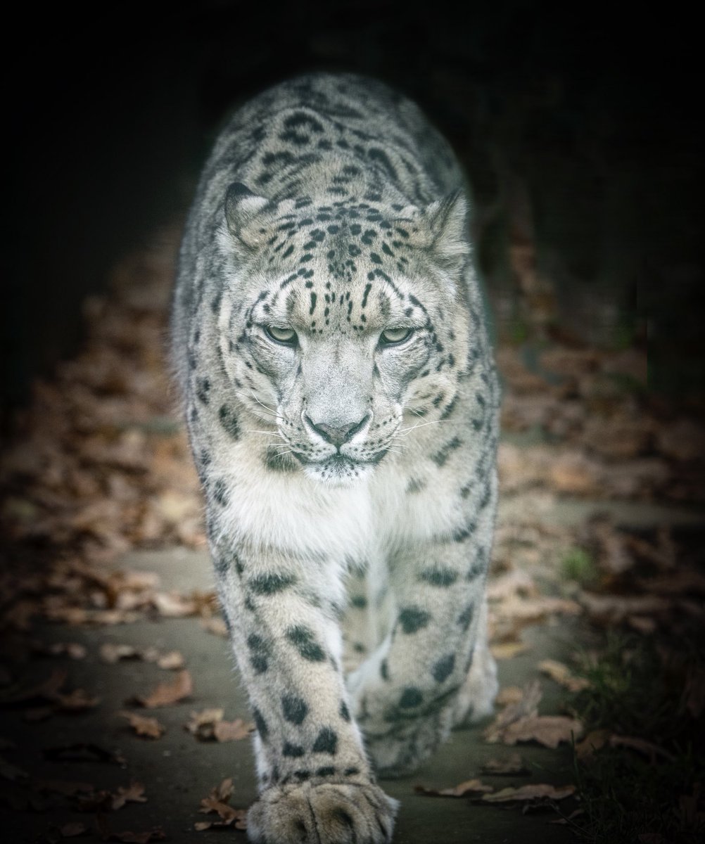almazleaper's tweet photo. Yarko #snowleopard  @TheBigCatSanct likes a cool Autumn morning. Hopefully, see him later #photographyworkshop @UKNikon @CanonUKandIE  all cameras welcome and advice given for levels of experience. https://t.co/SYUkkbNNkw