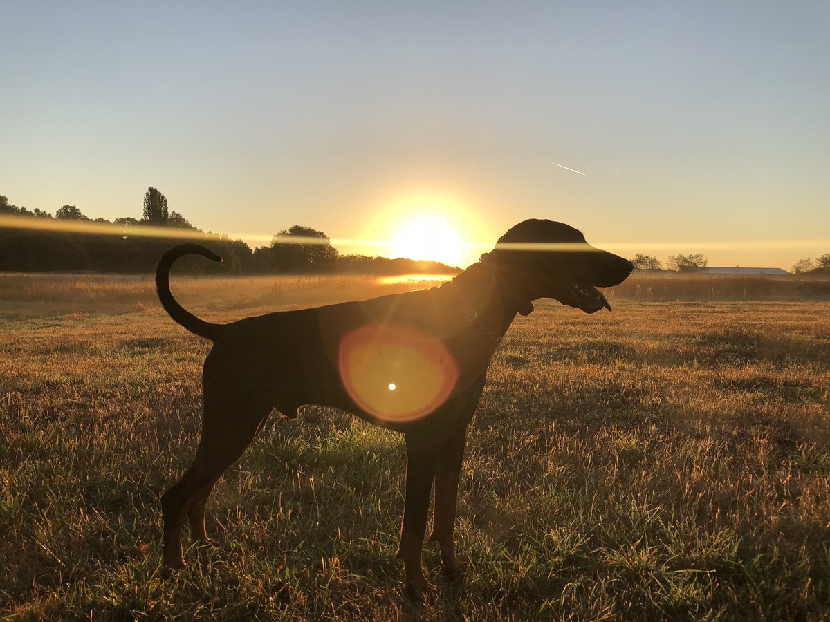 jagerhohle's tweet photo. Mister Ace vom Jagerhöhle 24 mois #clubdobe #DobermannClubDeFrance #dobermann #doberlife #doberlove https://t.co/wienVb5Dtl