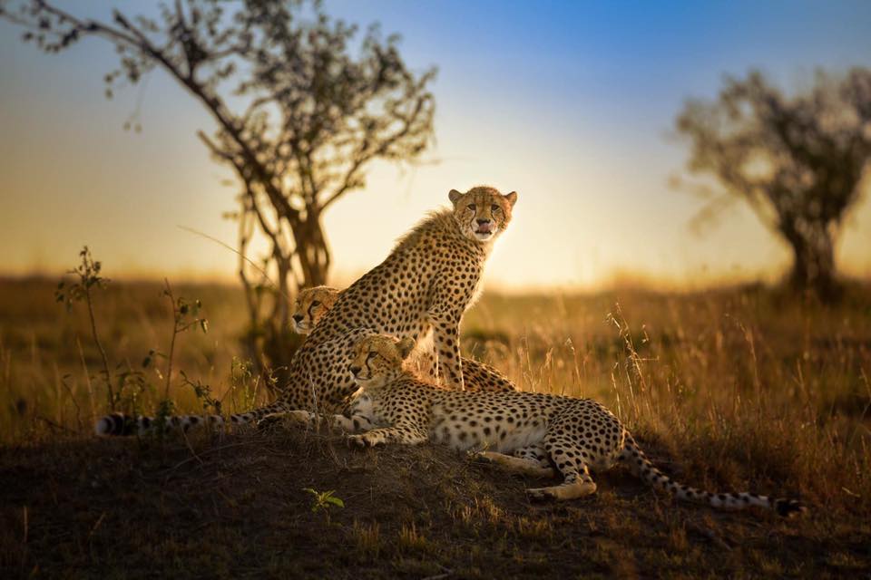 sko_kenya's tweet photo. Beautiful image captured of the 3 cheetahs at Masai Mara during the morning golden light hours. 
We are soon launching an amazing initiave which will help you travel better and faster. Stay Tuned
#MagicalKenya #masaimara #Kenya #Kenyaoncanvas #TembeaKenya #kenyatourism #wildlife https://t.co/h3qeEj4lwV