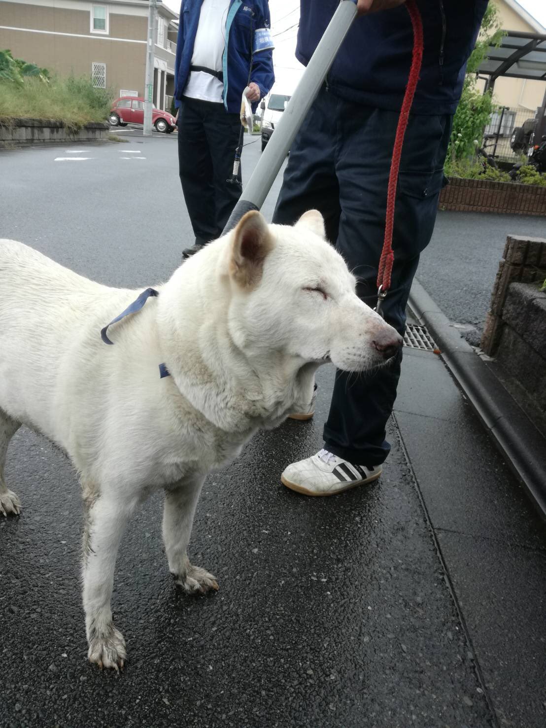 あっきゅんぬ on Twitter "【迷子犬！】相模原市緑区向原のカインズホーム城山店の裏手で、つい先ほど白い