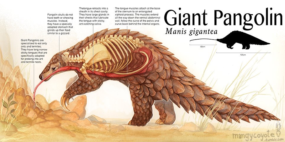 FPangolins's tweet photo. @Tristan1986 For pangolin day my favourite pangolin fact (other than that they are closely related to carnivores not anteaters) is that their tongue muscles attach down near their hips, on an elongated process off the sternum https://t.co/8wu4sCT4OM