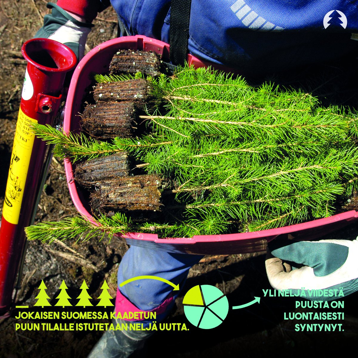 MetsayhdistysRy's tweet photo. Hyvää Puun päivää! Vuosipäivää juhlistetaan puita istuttamalla. Suomessa  istuttaminen on itsestään selvä osa metsänhoitoa: jokaisen kaadetun  puun tilalle istutetaan neljä uutta. #puunpäivä #metsägraafi #onnimetsässä https://t.co/3l0Tghkeo9
