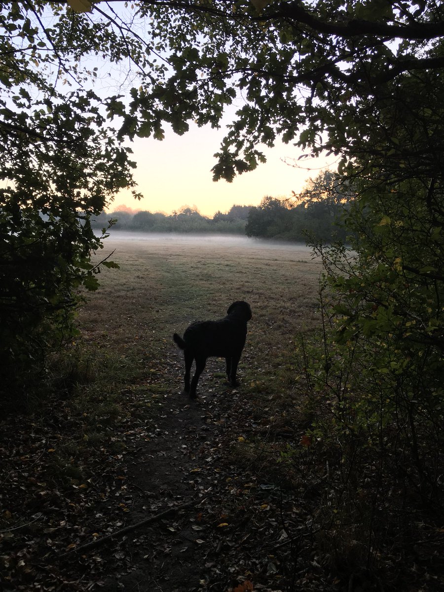 PippaJonesBryce's tweet photo. @CoLEppingForest 
Misty morning sunrise ☺️🐶🐾💕 https://t.co/5GusvsQzKr