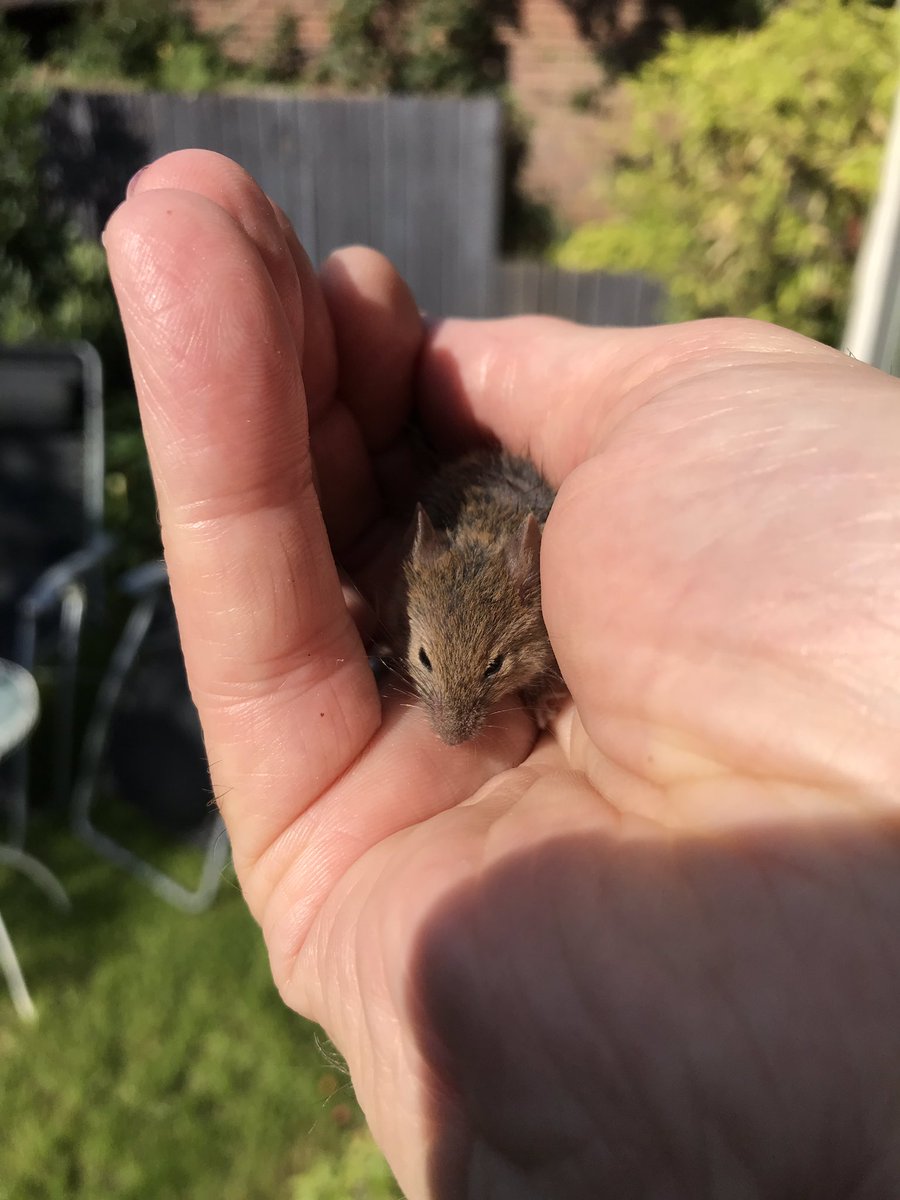 MrWilliamWhite's tweet photo. When you have to rescue the little mouse from the cat #mouserescue https://t.co/DvGmI9QG1K