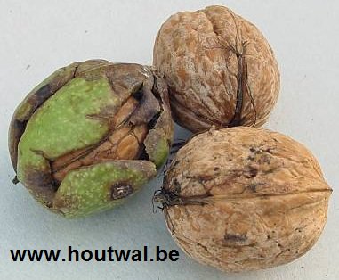 gdekinder's tweet image. Goede periode om #walnoten of #okkernoten te verzamelen en de #walnotenbomen te snoeien fruitabc.blogspot.com/2018/09/walnot…