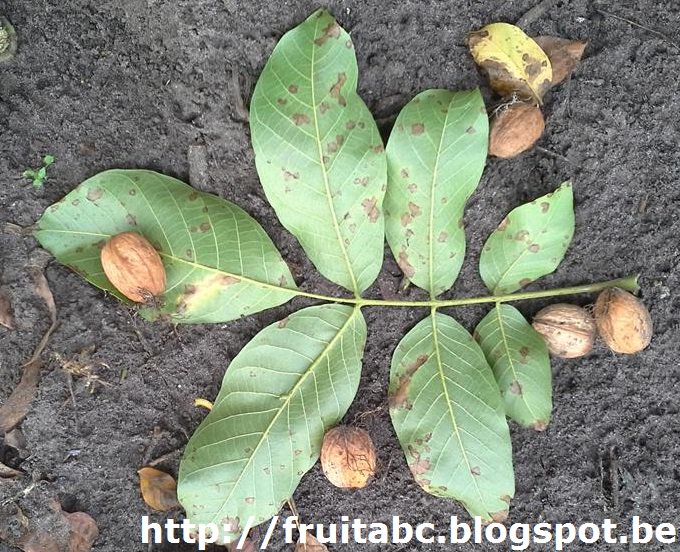 gdekinder's tweet image. Goede periode om #walnoten of #okkernoten te verzamelen en de #walnotenbomen te snoeien fruitabc.blogspot.com/2018/09/walnot…