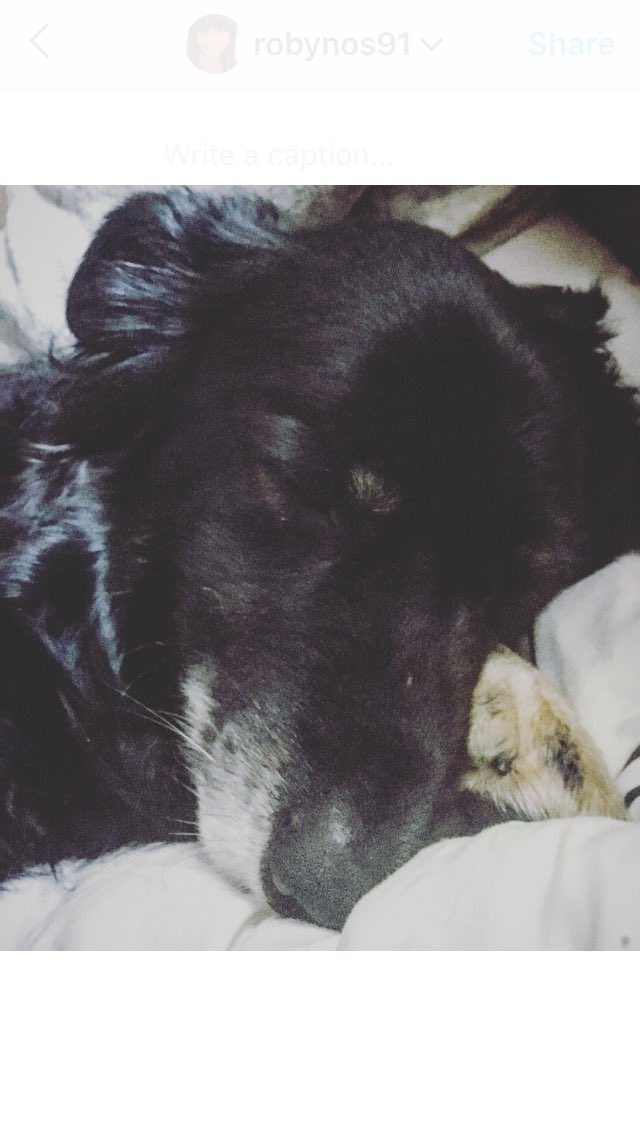 Robynos91's tweet photo. The love I have for this canine is crazy! π€ just look at him, resting his sleepy head on his paw! Perfect sight to wake up to βΊοΈ #3inthebed #soontobe4 #doggo #mansbestfriend https://t.co/CsVK5szOcY