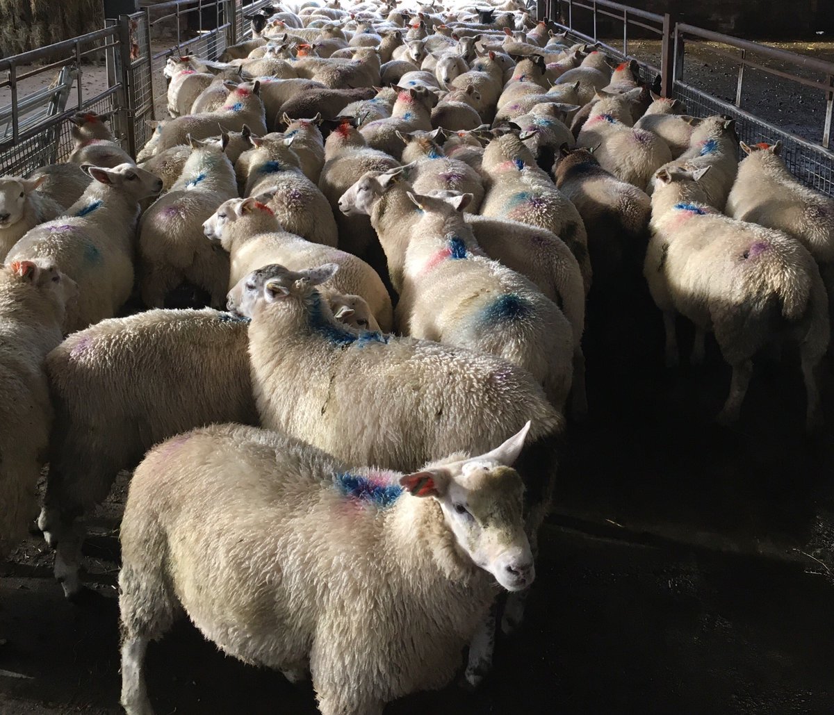 RhysTheFarm's tweet image. Spent the afternoon sorting fat #lambs &amp;amp; #sponging #ewes to go to ai sires.

Good draw for @DunbiaGroup next week meaning we are now down to double figures💪

155 #ramcompare ewes sponged this season which will be split for 6 ai sires.

#keepingbusy #sheep365 #tupping18 #lambing