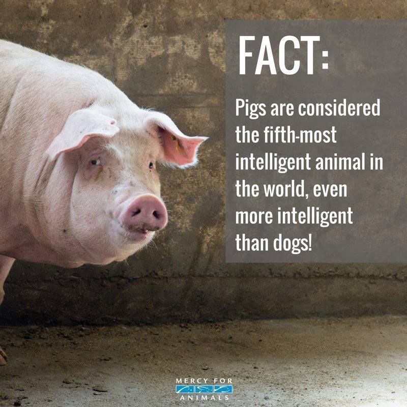 MercyForAnimals's tweet photo. #Fact: Pigs are the 5th most intelligent animal in the world. https://t.co/FATsMbAhFR