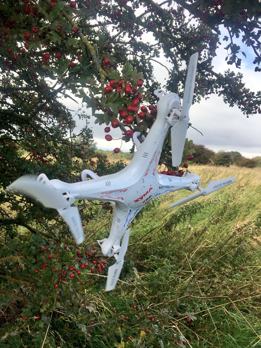 ElliottHBurns's tweet photo. Rare sighting of a drone (Pterodrona crashulota) making a nest in a tree! #drone #ecology #lostandfound https://t.co/BQSvs4lHrj