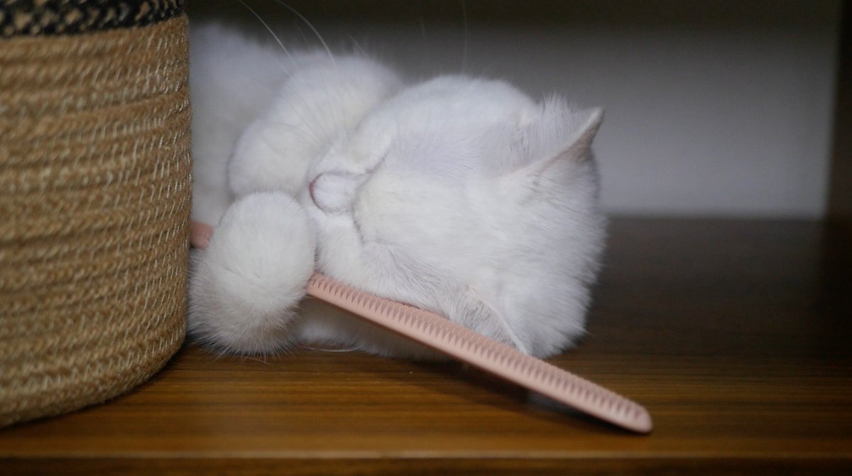 ねこ べ や ポム ねこ べ や ポム