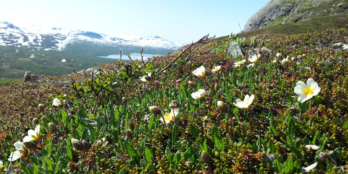 NINAforskning's tweet photo. Ny Nature-artikkel: Høyere planter tar over i et varme Arktis https://t.co/3KL9Hrd1gc https://t.co/X04JmqgYUa