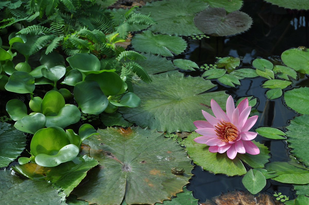 quercyanne's tweet photo. Un peu de zénitude aux Jardins de l'eau #dordogne #sarlat #carsac #JeudiPhoto #MagnifiqueFrance #beautifulgarden https://t.co/QxLP4PwRJL