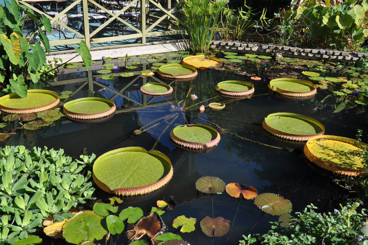 quercyanne's tweet photo. Un peu de zénitude aux Jardins de l'eau #dordogne #sarlat #carsac #JeudiPhoto #MagnifiqueFrance #beautifulgarden https://t.co/QxLP4PwRJL