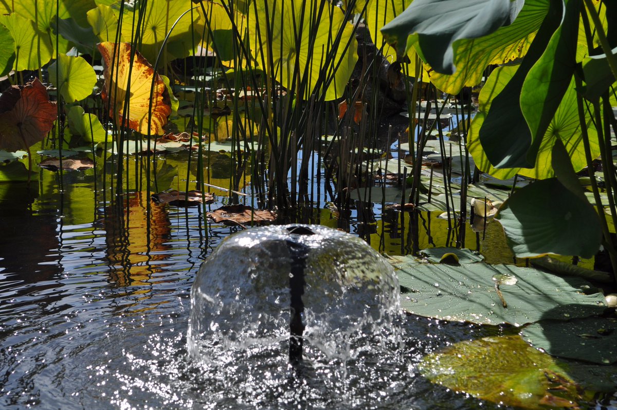 quercyanne's tweet photo. Un peu de zénitude aux Jardins de l'eau #dordogne #sarlat #carsac #JeudiPhoto #MagnifiqueFrance #beautifulgarden https://t.co/QxLP4PwRJL