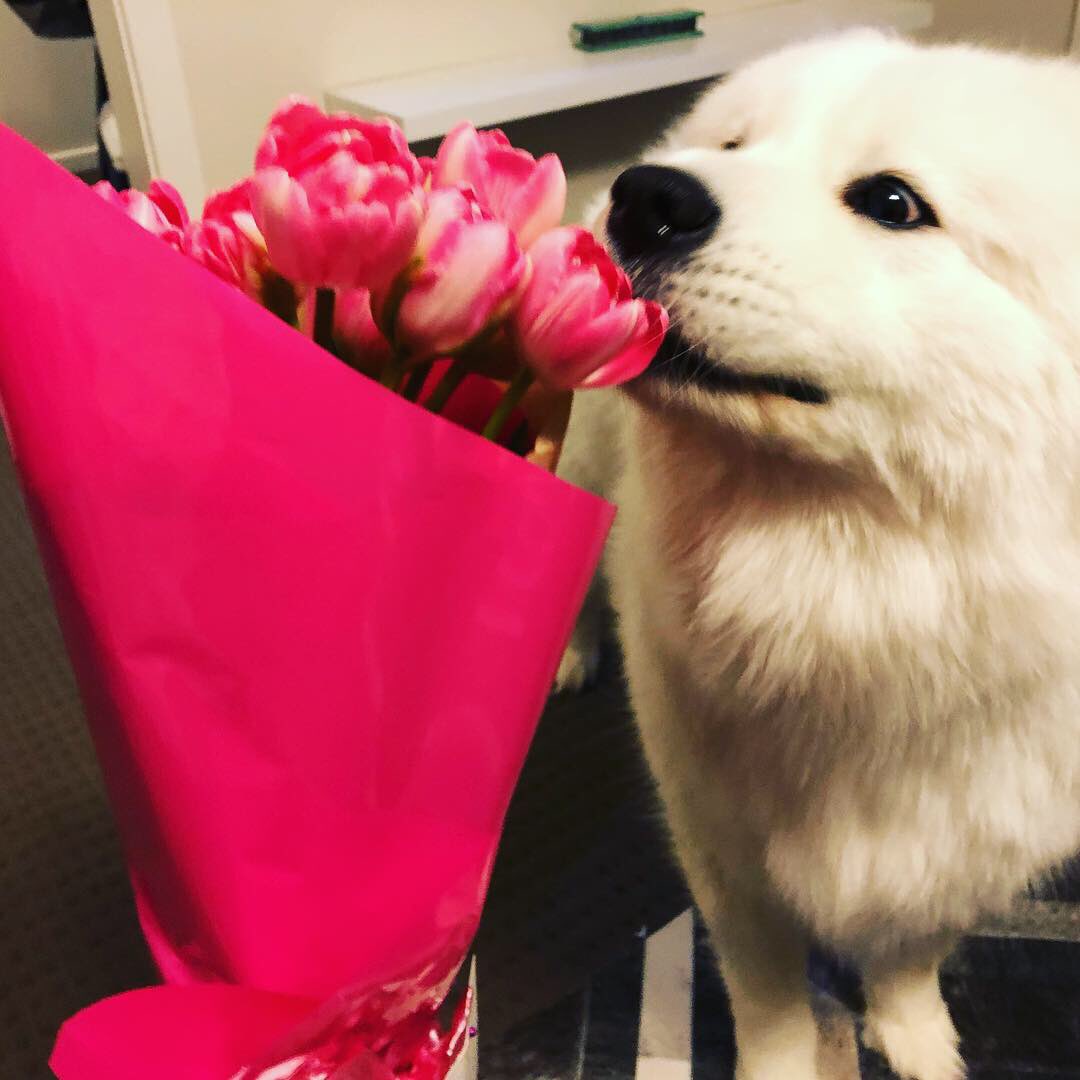 FeyaSamoyed's tweet photo. My Human got some flowers so of course I had to inspect them 🌷🌸🌺💐
-
-
-
#bouquet #tulips #flowers #gift #pink #inspect #ahzusamoyeds #samoyeds #samoyed_feature #dogoftheday #dogsoftwitter #cutedogs #weratedogs #cbr #feyathesamoyed https://t.co/N9fyxJwQDs