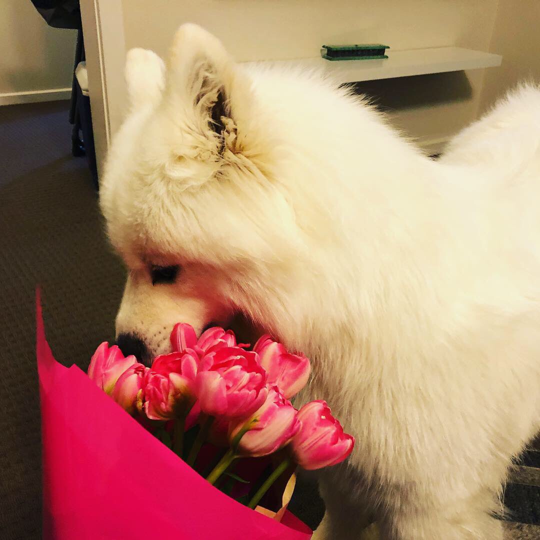 FeyaSamoyed's tweet photo. My Human got some flowers so of course I had to inspect them 🌷🌸🌺💐
-
-
-
#bouquet #tulips #flowers #gift #pink #inspect #ahzusamoyeds #samoyeds #samoyed_feature #dogoftheday #dogsoftwitter #cutedogs #weratedogs #cbr #feyathesamoyed https://t.co/N9fyxJwQDs