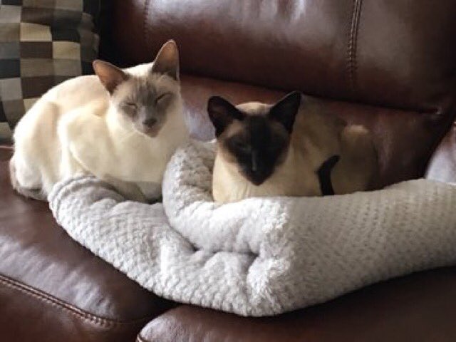 Diablo_Siamese's tweet photo. #workingfromhome just conducting a pre-start briefing about noise while I’m on the phone with these pair #watesoftime trying to get #handsomedevil to listen 😻😻😻 https://t.co/UNg1ZXrohP