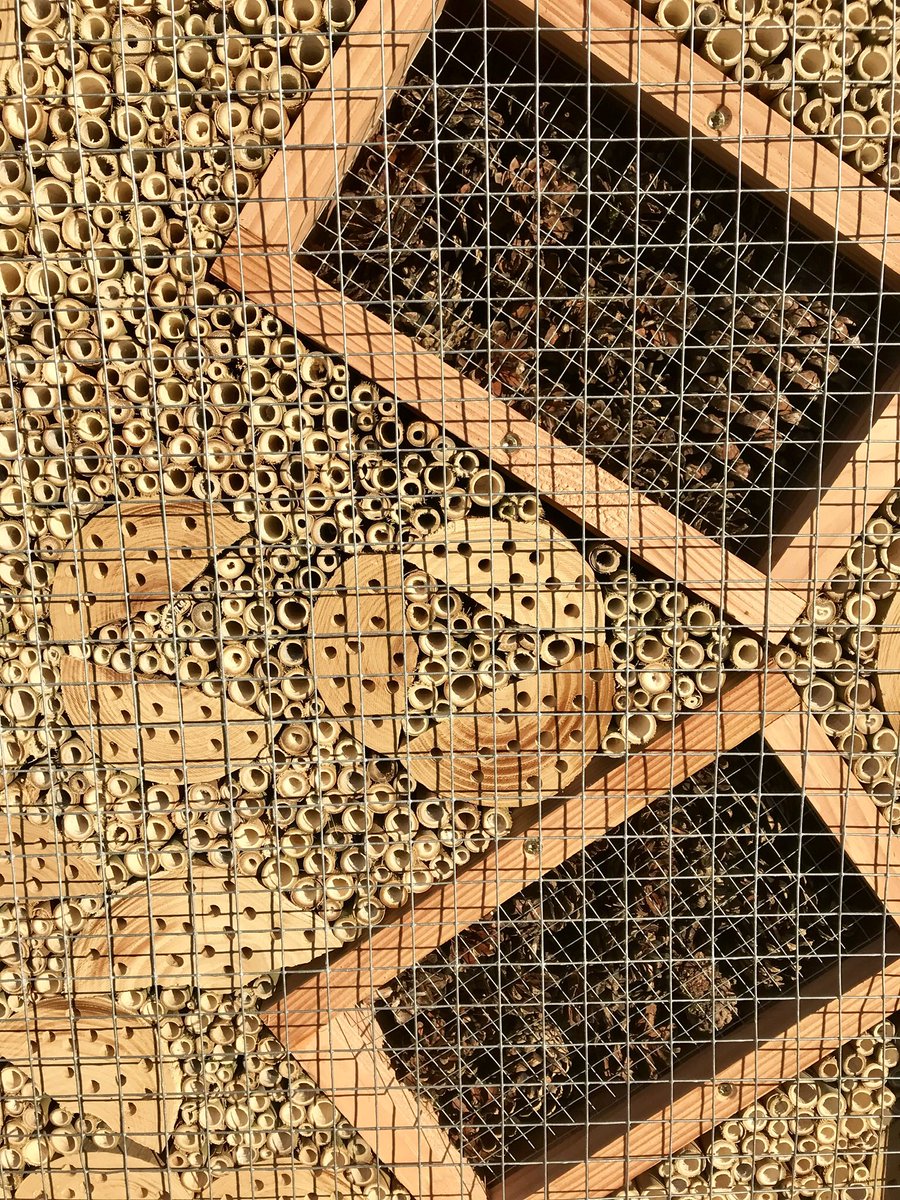 goesegezant1's tweet photo. Nieuw in de #Mannee te #Goes : een #insectenwand ! Vlakbij nieuwe trap van #Karrelanden naar #Kattendijksedijk. https://t.co/jtp0yKeIWO