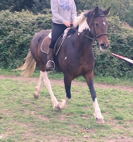 JemmaCopasEqDT's tweet photo. So whatβs a girl to do to cheer herself up?? - Buy a new pony of course!! #winterproject #colouredscan #letsgoeventing https://t.co/XHR0lVBTxE