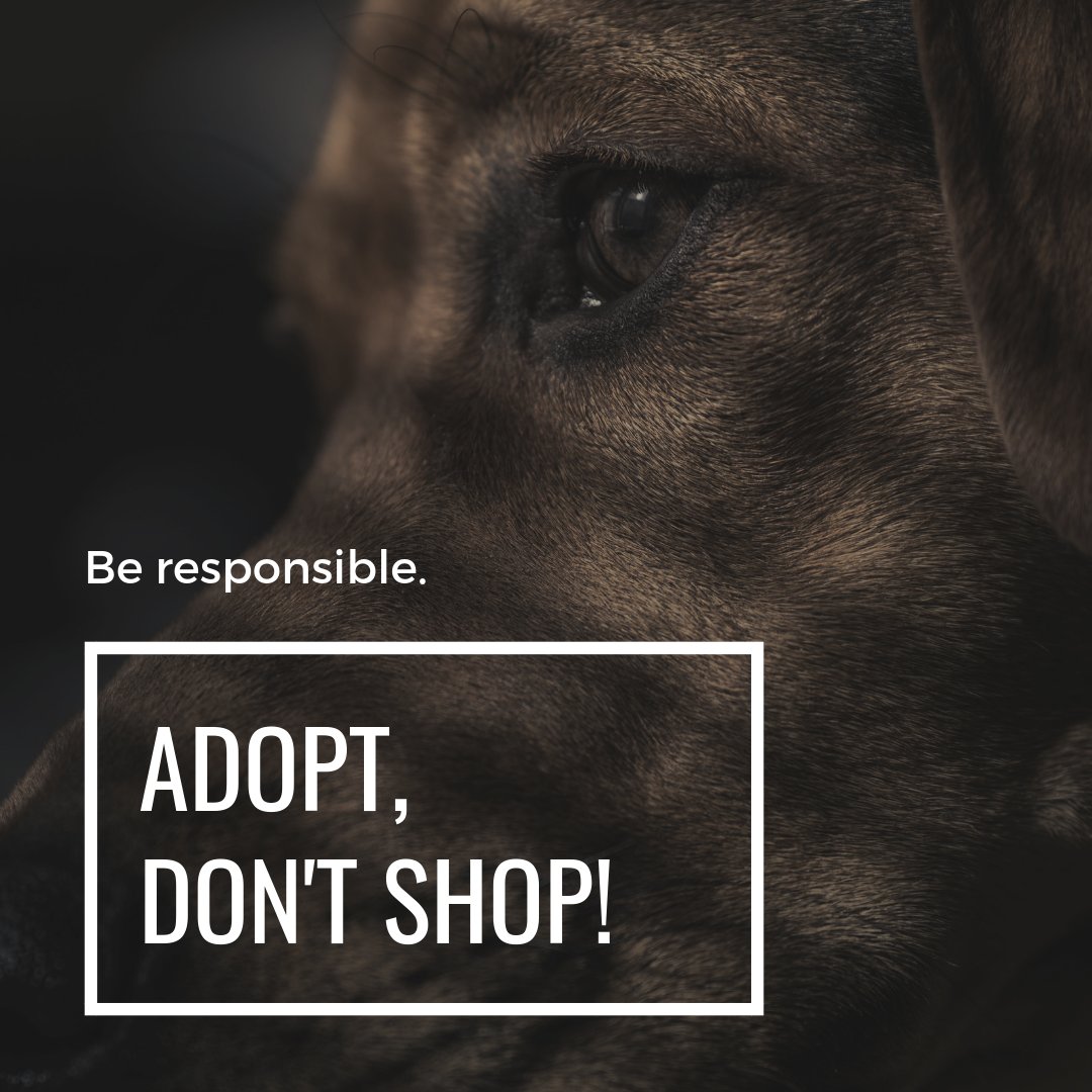 buzzingaa's tweet photo. A PSA from our side.
#psa #adoption #adoptdontshop #pet #pets #buzzingaa #social #socialmediamarketing #online #digitalmarketing #adoptables #adopts https://t.co/GeUvPyWNig